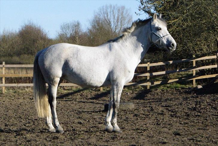 Anden særlig race Nicole - Få dage efter hun kom, utrolig tyk! - april 2009 billede 4