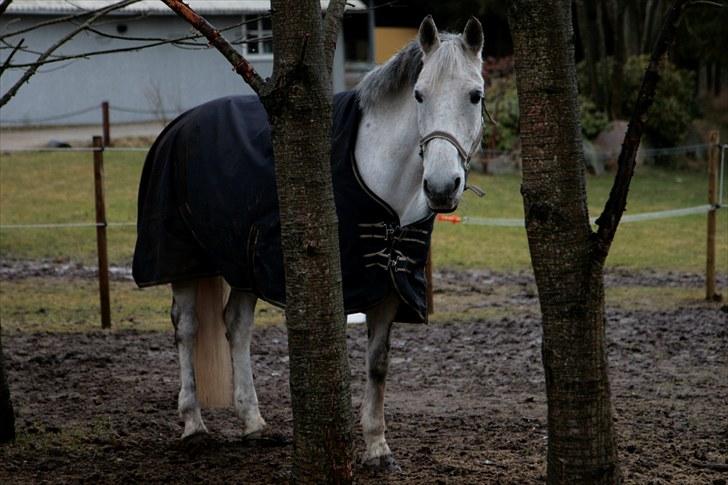Anden særlig race Nicole - Nicole titter frem mellem træerne :) - marts 2010 billede 5