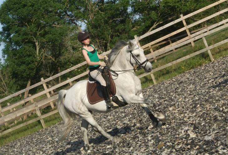 Anden særlig race Nicole - Dressur - sommer 2009 billede 8