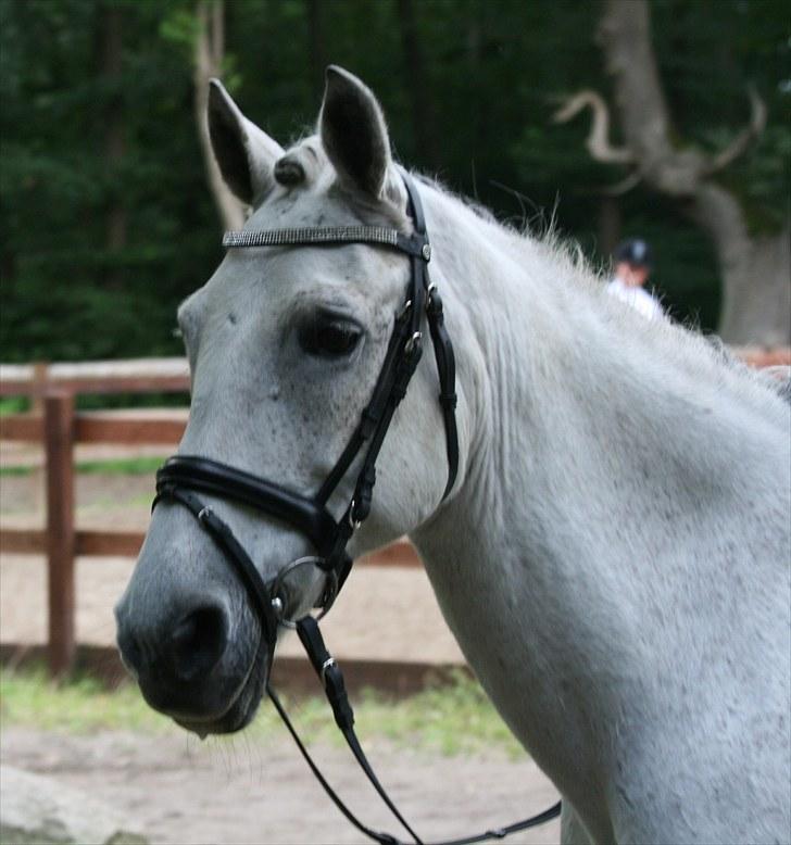 Anden særlig race Nicole - Frederiksdal - september 2009 :) billede 10