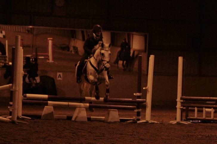 Anden særlig race Nicole - Springundervisning - november 2009 billede 11