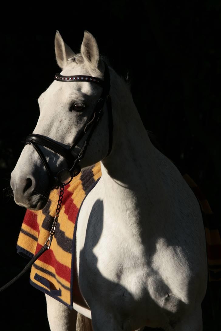 Anden særlig race Nicole - Aller smukkeste til fotosession! - oktober 2009 billede 12