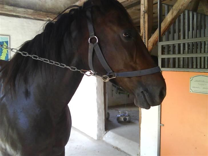 Traver Vanderbilt *helpart* - VANDHEST! d; lige blevet vasket billede 19