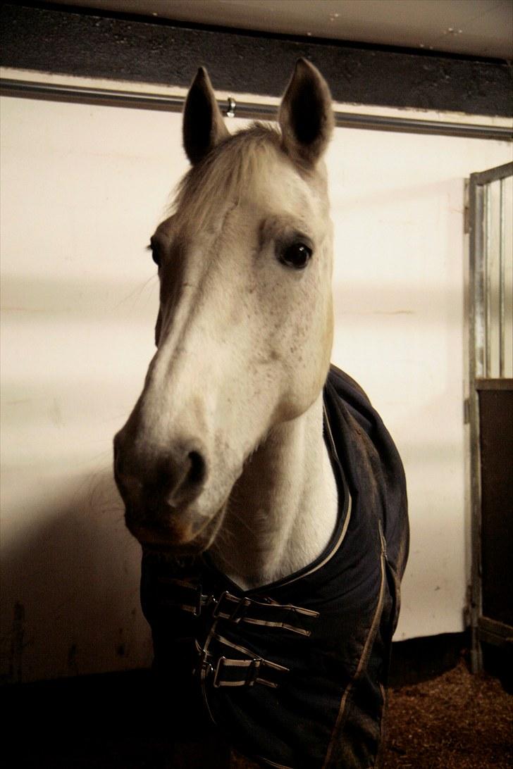 Anden særlig race Nicole - I boksen :) - december 2009 billede 13