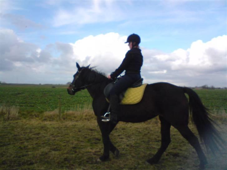 Traver Vanderbilt *helpart* - jeg ligger an til og lave en volte, derfor ser jeg så dum ud x: billede 20