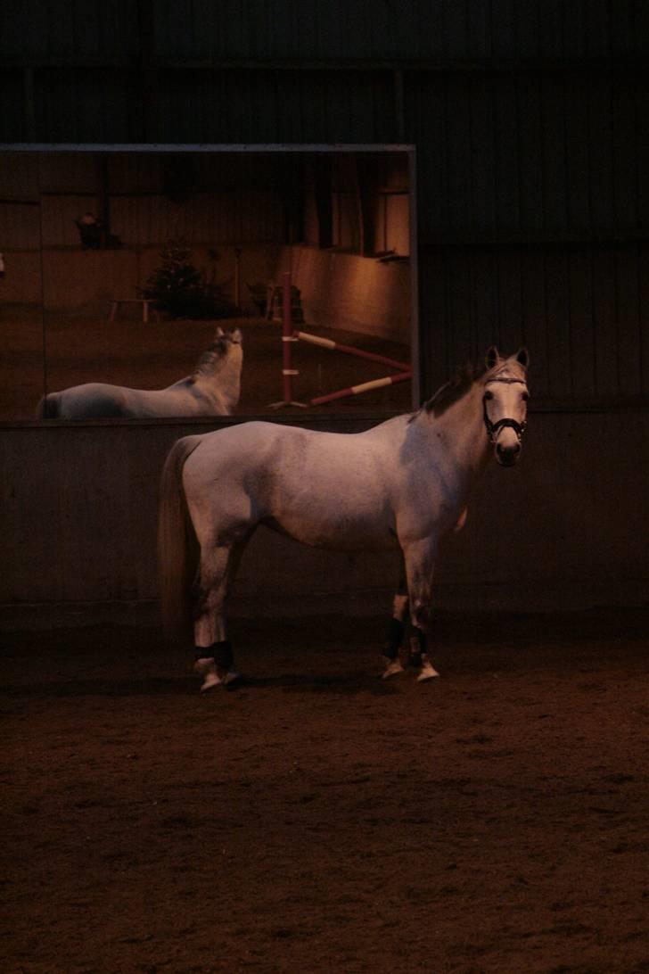 Anden særlig race Nicole - Jamen hej med dig din flabede pony :D - (forsøg på..) løsspring - december 2009 billede 14