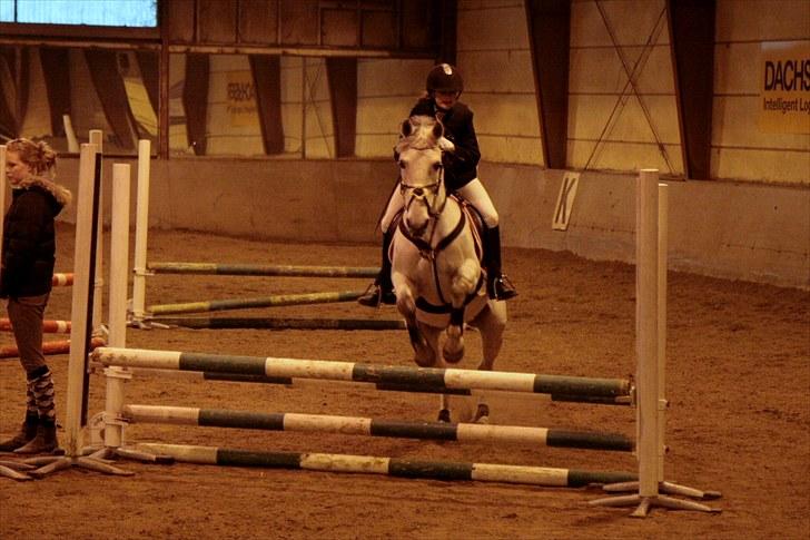 Anden særlig race Nicole - LD på VEK (: - april 2010 billede 15