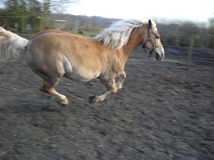 Haflinger Nissan *solgt* - Nissan på fold billede 15