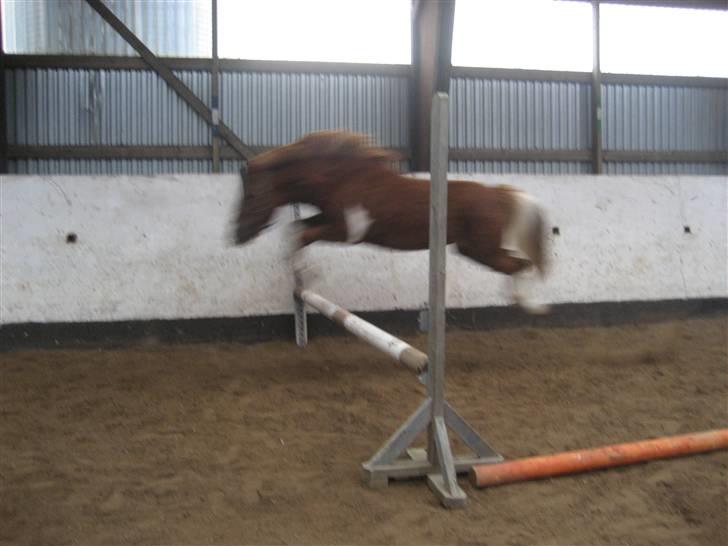 Anden særlig race Lucky - Løsspring <33 Han elsker det jo :* FOTO: Mig billede 13