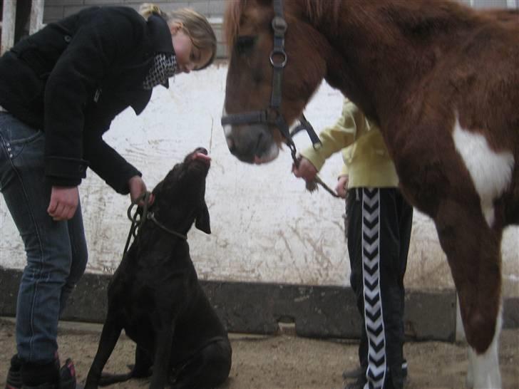 Anden særlig race Lucky - Siger hej til Luna.. :) FOTO: Emma eller Alberte?? billede 14
