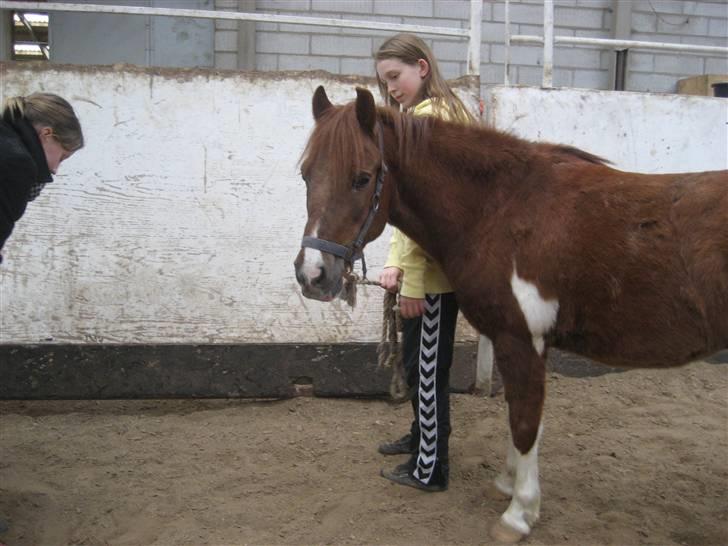Anden særlig race Lucky - Du er så dejliq skath! :) FOTO: Emma eller Alberte?? billede 15