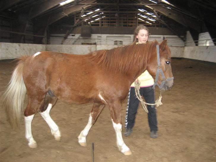 Anden særlig race Lucky - Opvarmer inden løsspring :p FOTO: Emma eller Alberte?? billede 16