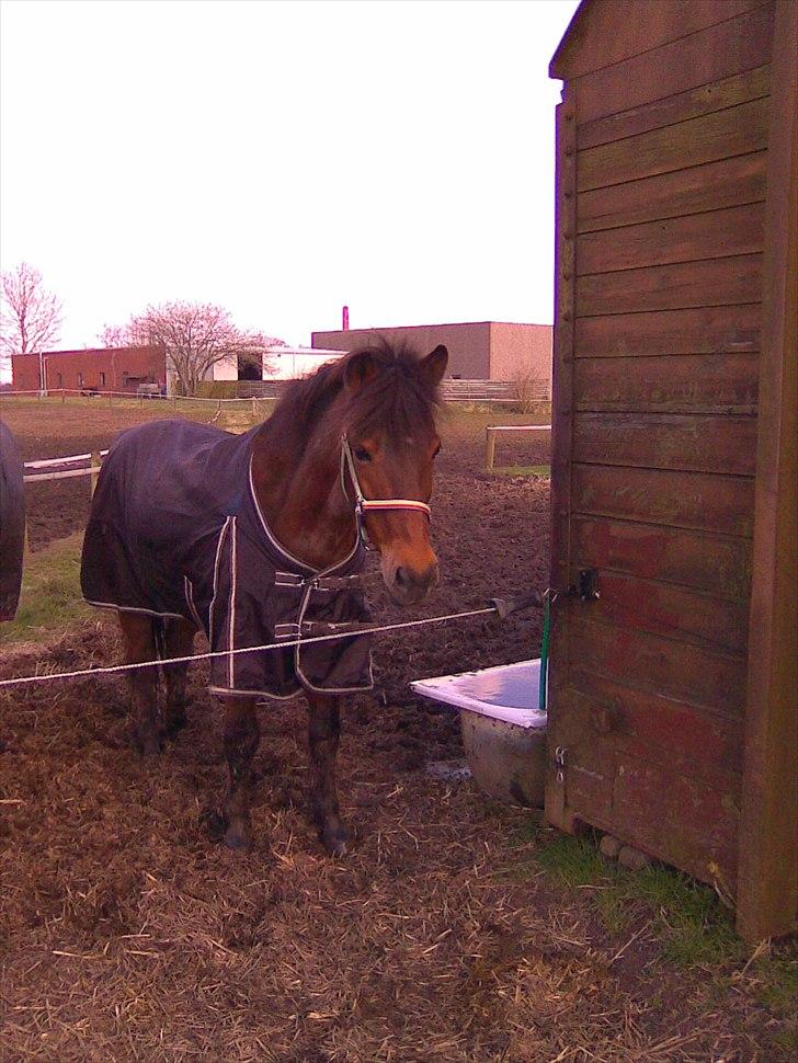 Anden særlig race Twiggi  † R.I.P † <33! - 1.Velkommen til skønheden !<3 billede 1