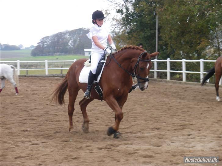 Anden særlig race Fakir.!  - Velkommen til Kampvognen´s Profil:)  billede 1