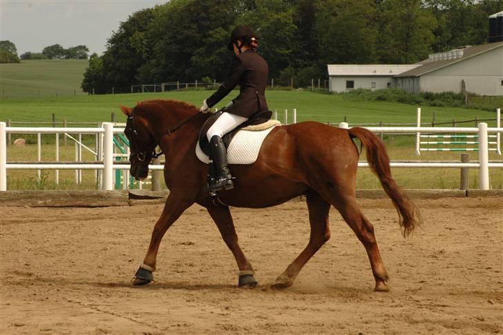 Anden særlig race Fakir.!  - Første stævne sammen..
Lc1 -  65 % - 1. Pladsen  billede 5