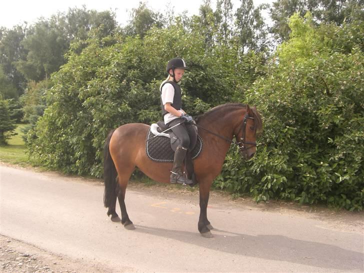 Anden særlig race Nikita *SOLGT* - her er vi lige blevet færtig med at ride billede 19