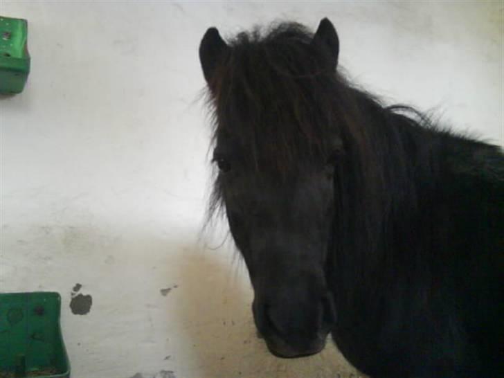 Shetlænder Olga! R.I.P SAVNET!!! :'( - Hygge i boksen billede 12