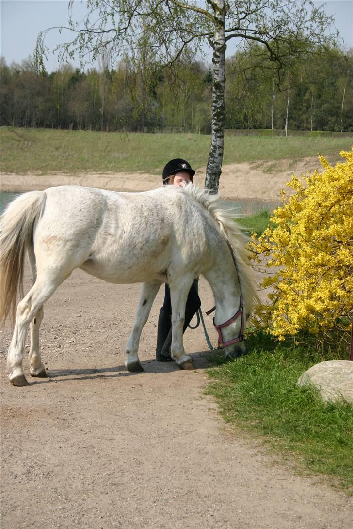 Anden særlig race Maj *Gamle part* billede 6