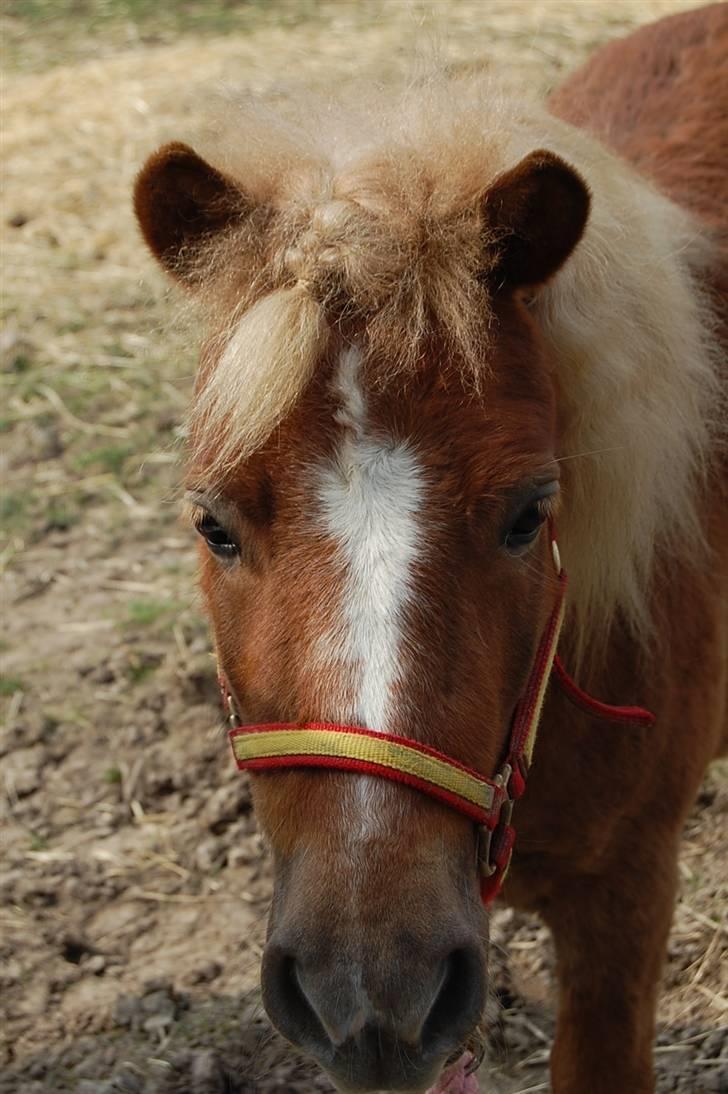 Shetlænder Batman Junior - Batman på en forårsdag billede 1