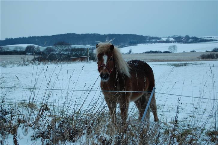 Shetlænder Batman Junior - Batman på en vinterdag billede 2