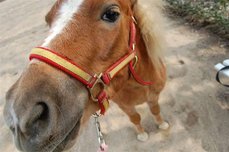 Shetlænder Batman Junior - Lidt for tæt på kameraet billede 3