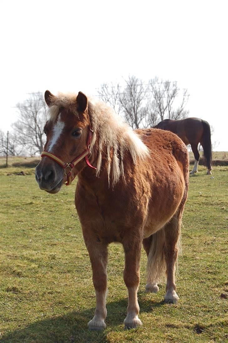 Shetlænder Batman Junior billede 4