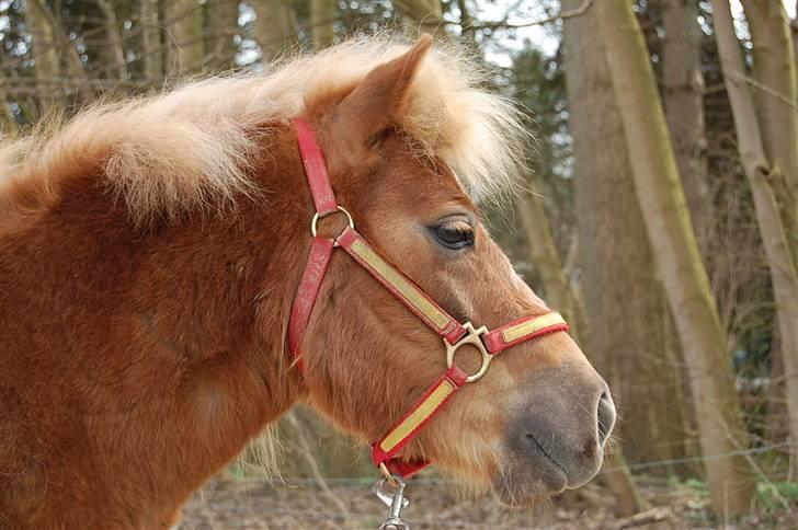 Shetlænder Batman Junior billede 6