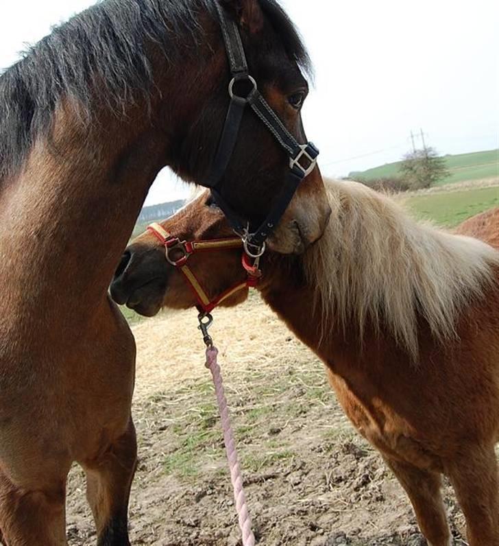 Shetlænder Batman Junior - Batman og Satisfaction billede 7