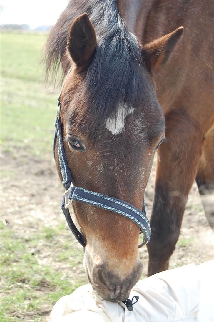 DSP Satisfaction "Solgt" - "Jeg er sikker på der er nogle godbidder her et sted. spørgsmålet er bare: hvor?" billede 8