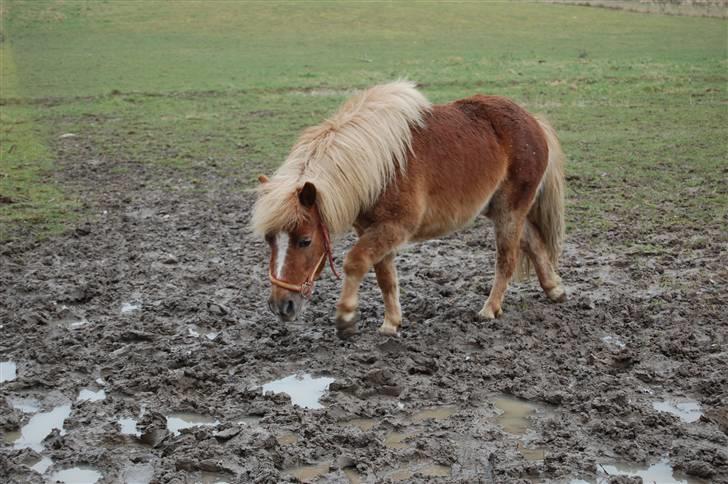 Shetlænder Batman Junior billede 8