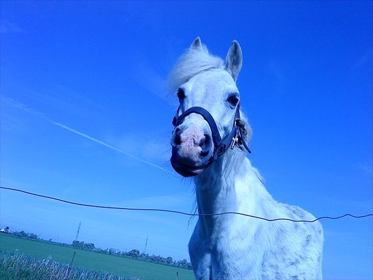 {{currentPhoto.altText}} billede {{currentPhoto.number}}