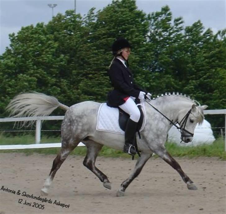 Welsh Pony (sec B) Skovlundegårds Askepot - Billeder af heste - Uploaded Cecillie N