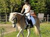 Haflinger Ulvira [Tidl. hest]