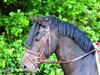 New Forest Vangsgard's Caesar (solgt) [Tidl. hest]