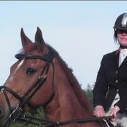 Hannoveraner Don Franzesko