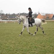 Hollandsk Varmblod Baggio