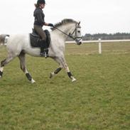 Hollandsk Varmblod Baggio