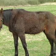 Traver Perfekt Bagger