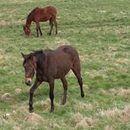 Traver Perfekt Bagger