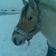 Fjordhest Dalton (R.I.P) Min himmelhest<3