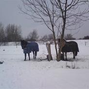 Anden særlig race Timberlake