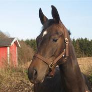 Dansk Varmblod Santana