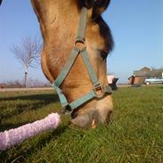 Welsh Pony af Cob-type (sec C) Benzon Stauslykke