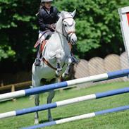 New Forest roløkke tokaji 