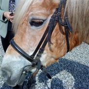 Haflinger Honey Flicka
