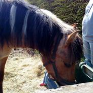 Anden særlig race shanita *solgt*