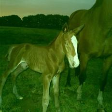 Anden særlig race Stald Nino`s Knock out T