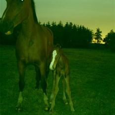 Anden særlig race Stald Nino`s Knock out T