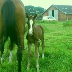 Anden særlig race Stald Nino`s Knock out T