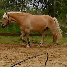 Anden særlig race Pablo haflinger blanding